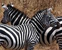 Zebre2