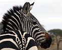 Zebre3