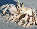 crabe