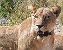 lionnne