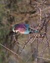 oiseau