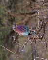oiseau2