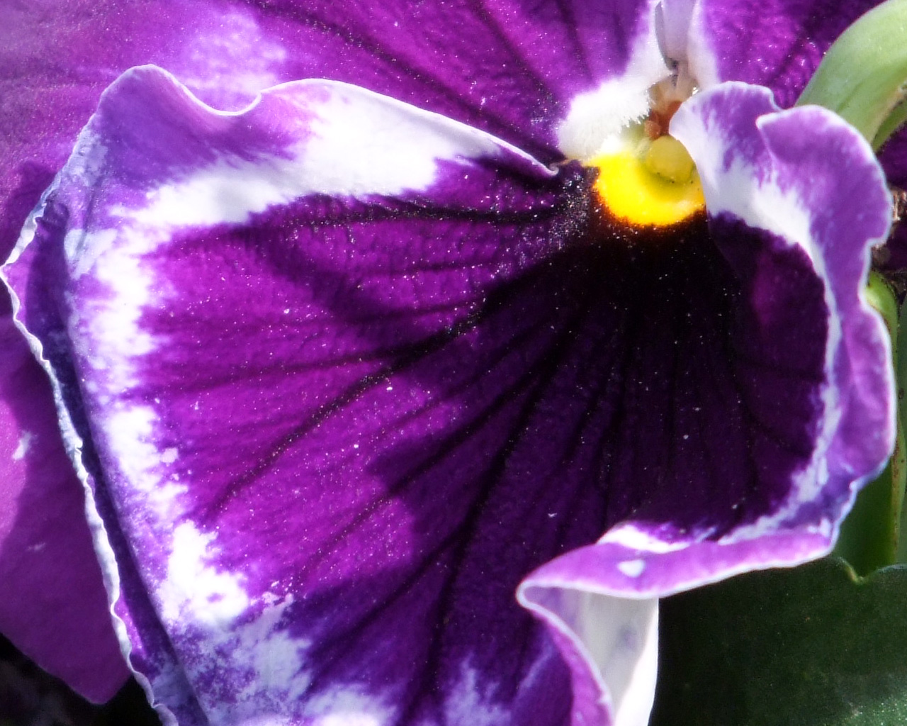 Fleur4