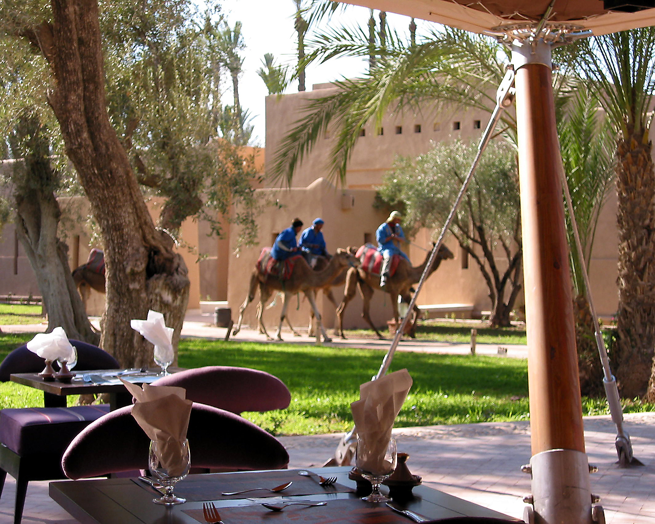 camels