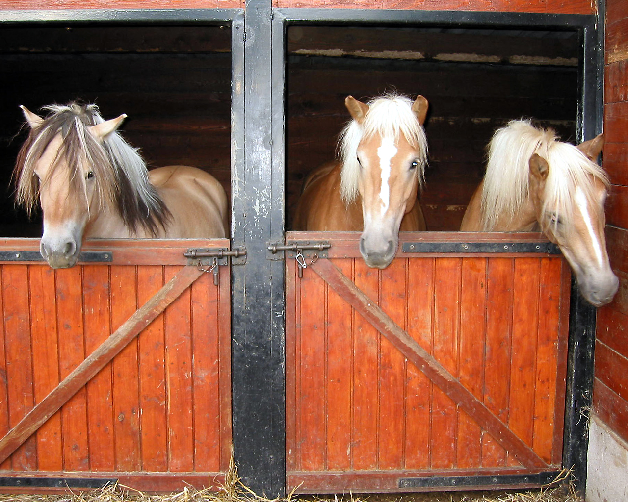 chevaux